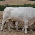 La charrue avant les bœufs en politique boeuf