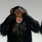 Le silence des trois singes trois-singes