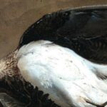 L’oiseau toxique qui plane au-dessus de nos têtes