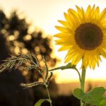 sunflower-1127174_640