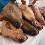 slaughter-2666437_1280