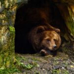 bear-6735307_1280