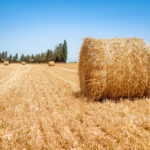 Le paracétamol : une aiguille invisible